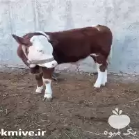 فروش گوساله پرواری در گروه گاو و گوسفند و میش و بز کهره گوساله در یکمیوه