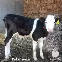 قیمت خرید گوساله پرواری در مشهد در گروه گاو و گوسفند و میش و بز کهره گوساله در یکمیوه