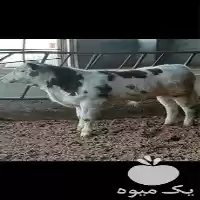 فروش سیمینتال نر و ماده قطع در گروه گاو و گوسفند و میش و بز کهره گوساله در یکمیوه