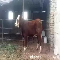 قیمت خرید گوساله داشتی شیری در گروه گاو و گوسفند و میش و بز کهره گوساله در یکمیوه