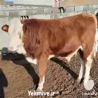 فروش ویژه گوساله پرواری در اهواز در گروه گاو و گوسفند و میش و بز کهره گوساله در یکمیوه