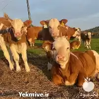 قیمت خرید انواع گاو و گوساله در گروه گاو و گوسفند و میش و بز کهره گوساله در یکمیوه