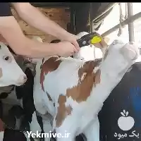 خرید و فروش گوساله سمینتال در قم در گروه گاو و گوسفند و میش و بز کهره گوساله در یکمیوه