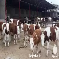 فروش گوساله شیرخوار در گروه گاو و گوسفند و میش و بز کهره گوساله در یکمیوه