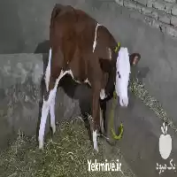 قیمت خرید گوساله سمینتال و هلشتاین در گروه گاو و گوسفند و میش و بز کهره گوساله در یکمیوه