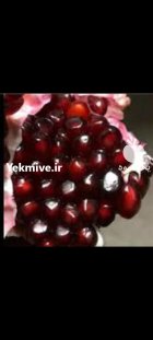 انواع نهال انار خارجی و ایرانی در اصفهان