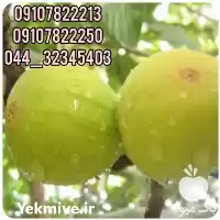 فروش عمده نهال انجیر سفید در تهران در گروه خرید و فروش نهال در یکمیوه