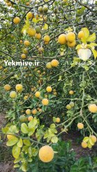 میوه سیتروملو در رامسر در گروه خرید و فروش میوه استوایی در یکمیوه