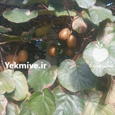 کیوی ممتاز صادراتی هایوارد در چالوس در گروه خرید و فروش کیوی در یکمیوه -عکس1