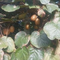 کیوی ممتاز صادراتی هایوارد در چالوس در گروه خرید و فروش کیوی در یکمیوه