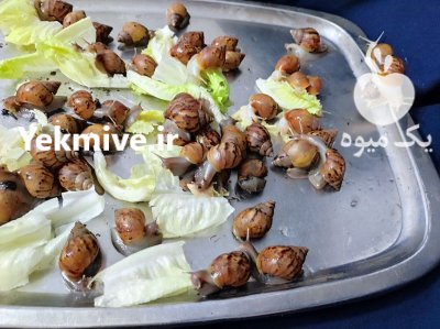 حلزون های آلبینو و اچاتینا در نظرآباد در گروه انواع محصولات شیلات در یکمیوه -عکس1