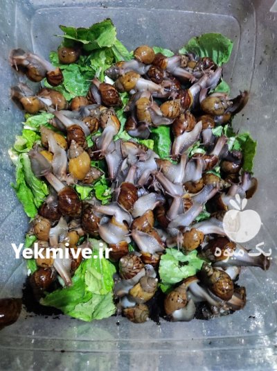 حلزون های آلبینو و اچاتینا در نظرآباد در گروه انواع محصولات شیلات در یکمیوه -عکس2