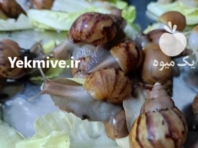 حلزون های آلبینو و اچاتینا در نظرآباد در گروه انواع محصولات شیلات در یکمیوه -عکس3