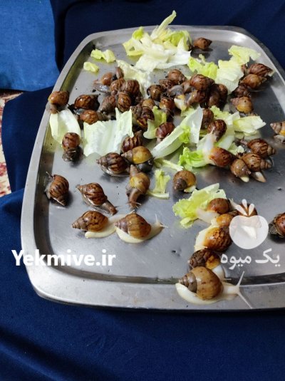 حلزون های آلبینو و اچاتینا در نظرآباد در گروه انواع محصولات شیلات در یکمیوه -عکس4