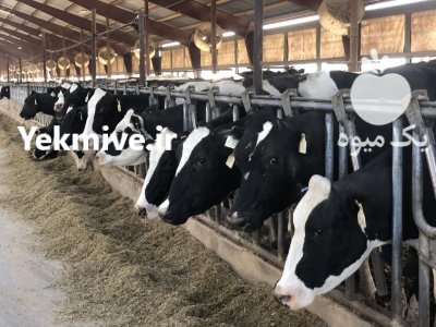 نهاده های دامی و خوراک دام در ملارد در گروه خوراک دام و طیور در یکمیوه -عکس1