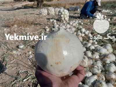 فروش پیاز درشت و یک دست در گروه خرید و فروش پیاز در یکمیوه -عکس1