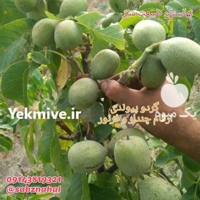 نهال گردو ژنوتیپ تیپ 7 در ارومیه در گروه خرید و فروش نهال گردو در یکمیوه -عکس2