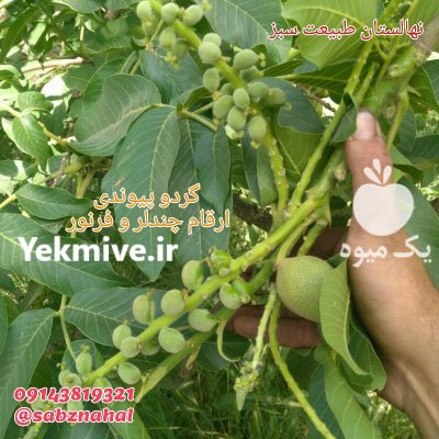 نهال گردو ژنوتیپ تیپ 7 در ارومیه در گروه خرید و فروش نهال گردو در یکمیوه -عکس3