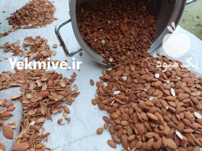 مغز بادام تلخ کوهی وحشی در اهواز در گروه خرید و فروش بادام در یکمیوه -عکس2