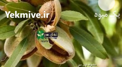 نهال بادام اذر در گروه خرید و فروش نهال بادام در یکمیوه -عکس1