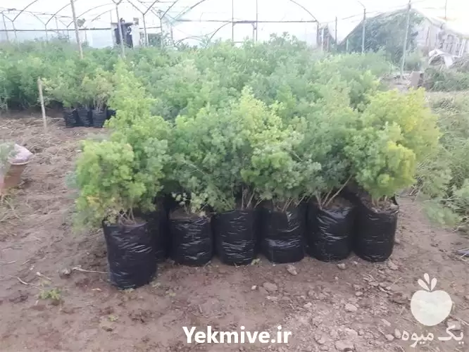 فروش بوته گل اسپارا اسپاراگوس در گروه خرید و فروش انواع گل در یکمیوه -عکس1