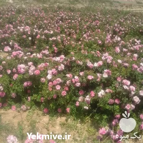 قیمت خرید نهال گل محمدی در شیراز در گروه خرید و فروش نهال گل محمدی در یکمیوه -عکس1