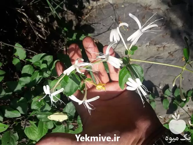 گل رونده یاس امین الدوله پیچ در ساری در گروه خرید و فروش انواع گل در یکمیوه -عکس1