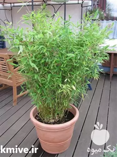 فروش ارائه گیاه گلدانی نی خیزران در ساری در گروه خرید و فروش نهال بامبو در یکمیوه -عکس1