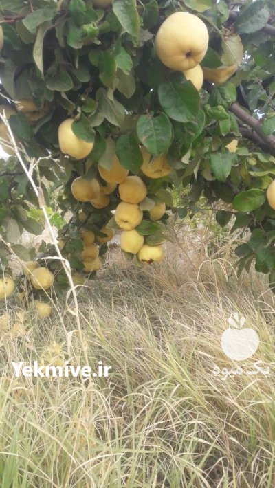 فروش به اصفهان در کامیاران در کردستان در گروه خرید و فروش میوه به در یکمیوه -عکس2