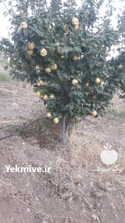 فروش به اصفهان در کامیاران در کردستان در گروه خرید و فروش میوه به در یکمیوه -عکس4