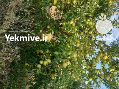 ضایعات سیب در شیراز در گروه خرید و فروش سیب در یکمیوه -عکس1