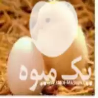 قیمت خرید عرضه تخم جوجه یکروزه در ارسنجان در گروه انواع تخم ها در یکمیوه