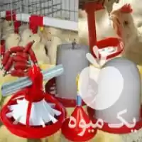 قیمت خرید عرضه دانخوری آبخوری پرورش در ارسنجان در گروه مرغ و خروس و بوقلمون و اردک قو قاز در یکمیوه