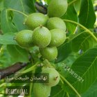 نهال گردو ژنوتیپ تیپ 7 در ارومیه در گروه خرید و فروش نهال گردو در یکمیوه