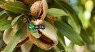 نهال بادام اذر در گروه خرید و فروش نهال بادام در یکمیوه