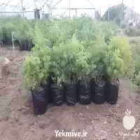 فروش بوته گل اسپارا اسپاراگوس در گروه خرید و فروش انواع گل در یکمیوه