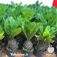 درختچه تزئیناتی سیکاس گلدانی در ساری در گروه سازنده در یکمیوه