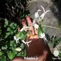 گل رونده یاس امین الدوله پیچ در ساری در گروه خرید و فروش انواع گل در یکمیوه