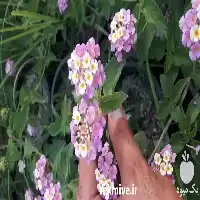 قیمت خرید گل شاه پسند گلدانی در گروه خرید و فروش گیاهان دارویی در یکمیوه
