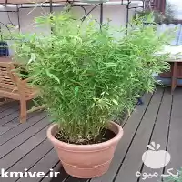 فروش ارائه گیاه گلدانی نی خیزران در ساری در گروه خرید و فروش نهال بامبو در یکمیوه