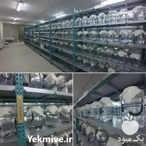 آموزش فوق کاربردی پرورش زالو در گروه دوره آموزش کشاورزی در یکمیوه -عکس1