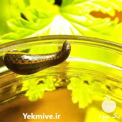 فروش دوره کارورزی پرورش و تکثیر زالو در گروه دوره آموزش کشاورزی در یکمیوه -عکس1