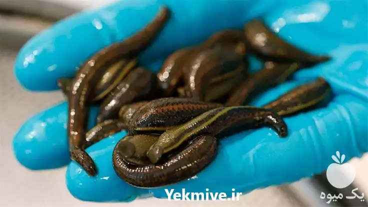 فروش دوره تخصصی راه اندازی کسب و کار پرورش زالو در تهران در گروه دوره آموزش کشاورزی در یکمیوه -عکس1