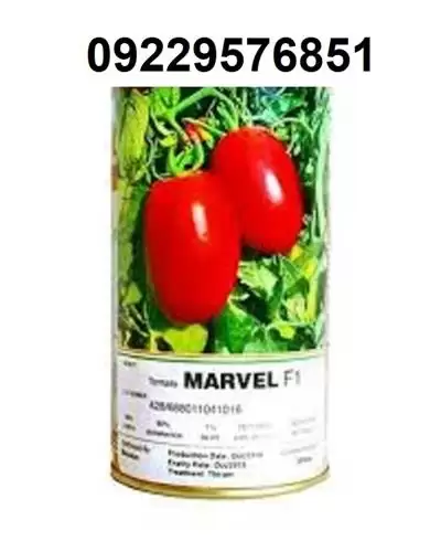 فروش بذر گوجه فرنگی مارول اصل در بجنورد در گروه خرید و فروش بذر گوجه در یکمیوه -عکس1