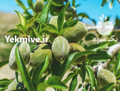 نهال بادام فرانیس در میاندوآب در گروه خرید و فروش نهال بادام در یکمیوه -عکس1