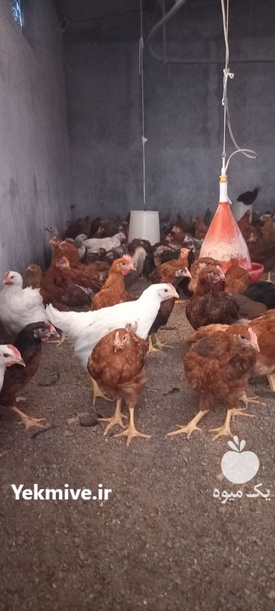 نیمچه نژاد گلپایگان در بجنورد در گروه مرغ و خروس و بوقلمون و اردک قو قاز در یکمیوه -عکس1