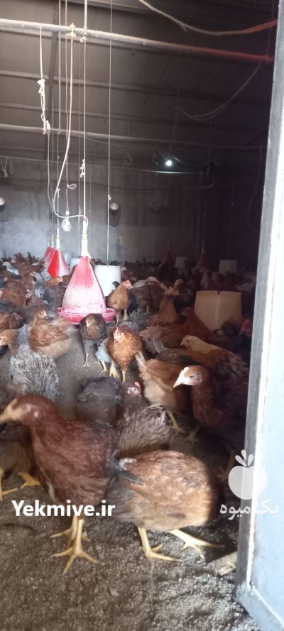 نیمچه نژاد گلپایگان در بجنورد در گروه مرغ و خروس و بوقلمون و اردک قو قاز در یکمیوه -عکس2