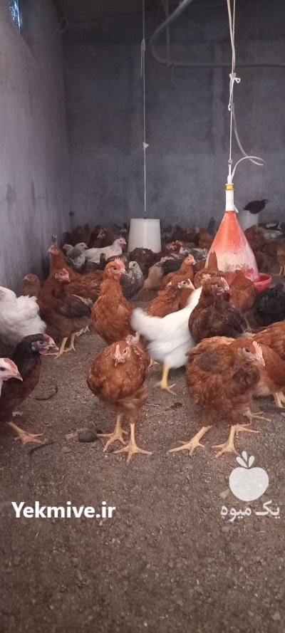 نیمچه نژاد گلپایگان در بجنورد در گروه مرغ و خروس و بوقلمون و اردک قو قاز در یکمیوه -عکس3