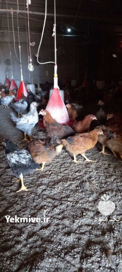 نیمچه نژاد گلپایگان در بجنورد در گروه مرغ و خروس و بوقلمون و اردک قو قاز در یکمیوه -عکس4