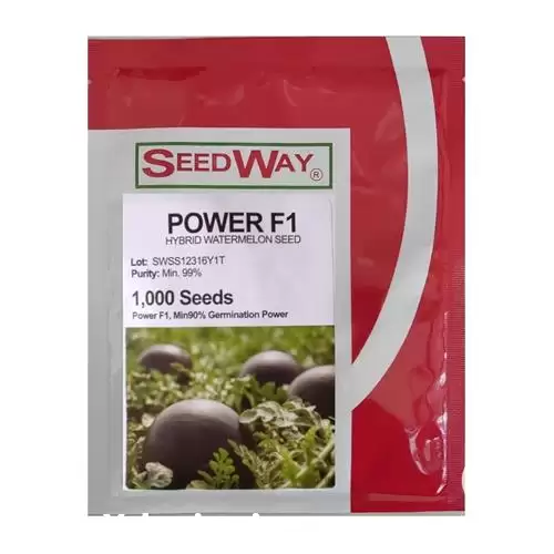 قیمت خرید بذر هندوانه شوگر بیبی در تبریز در گروه خرید و فروش بذر هندوانه در یکمیوه -عکس1